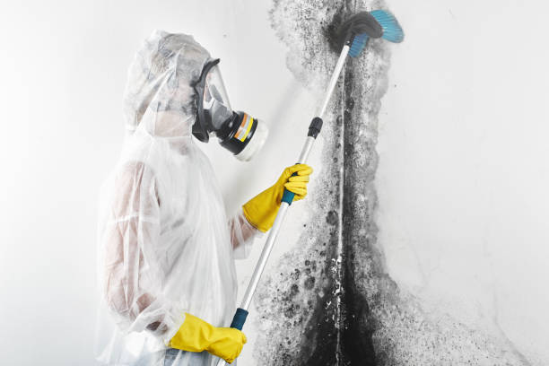 Mold Removal for HVAC Installations in Calumet City, IL