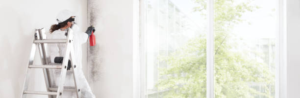 Best Black Mold Removal  in Calumet City, IL